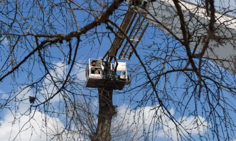 Tips to hire the best emergency tree services