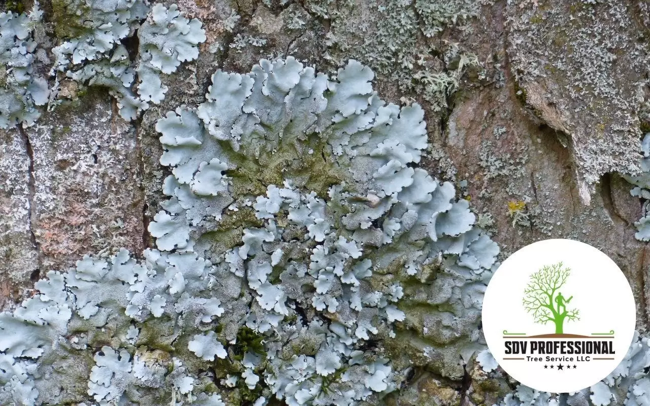 how to eliminate lichen easier