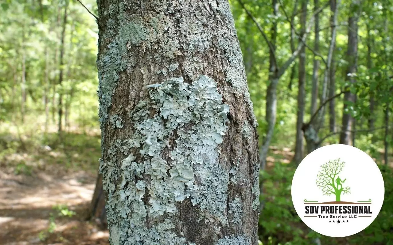 do-you-want-to-learn-how-to-remove-lichen-from-trees