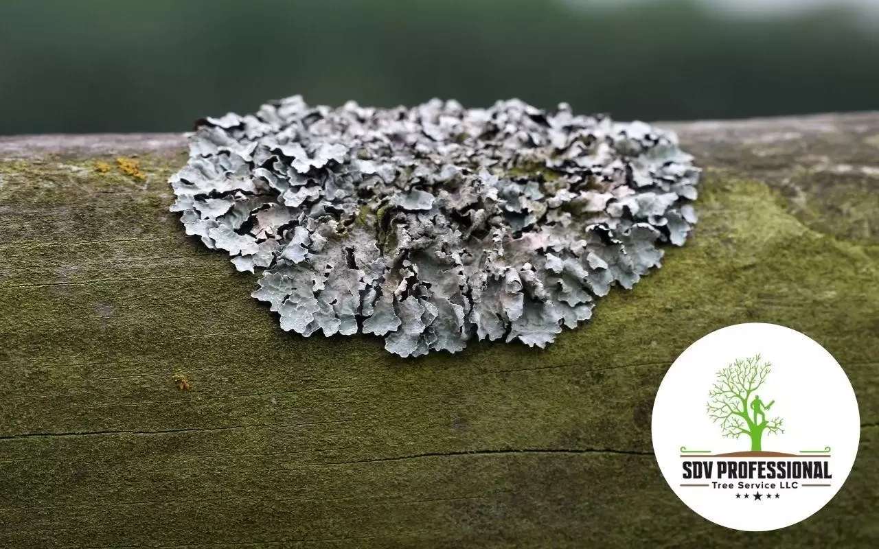 lichen-crandall-park-trees