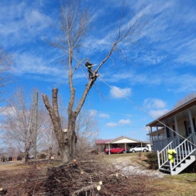 Tree Removal Services