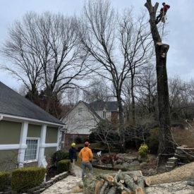 Tree Removal Services