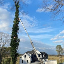 Tree Removal Services