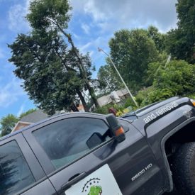 Tree Services