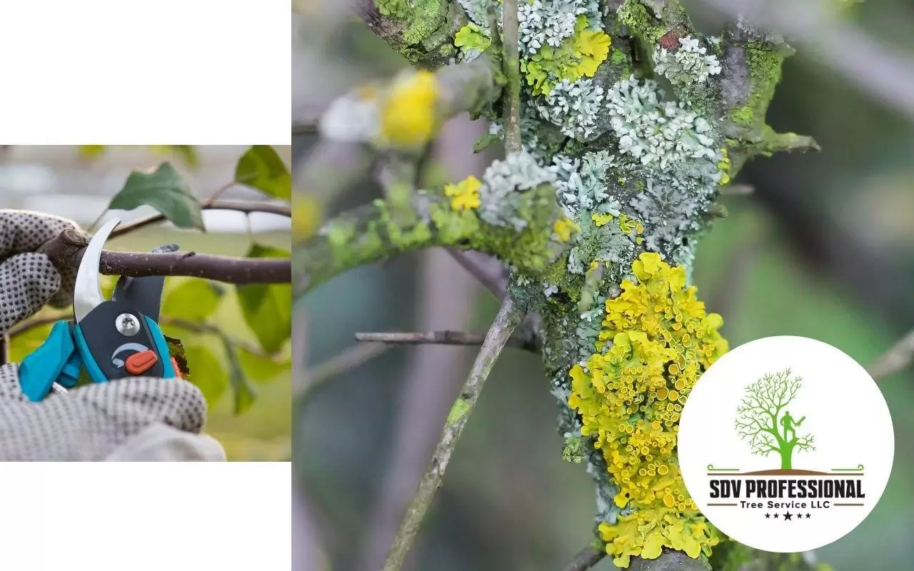 pruning trees to eradicate lichens