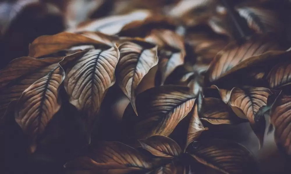 tree leaves turning brown