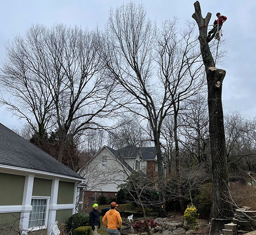  Tree Removal Services