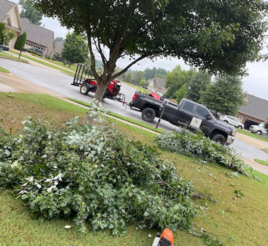 Tree trimming service