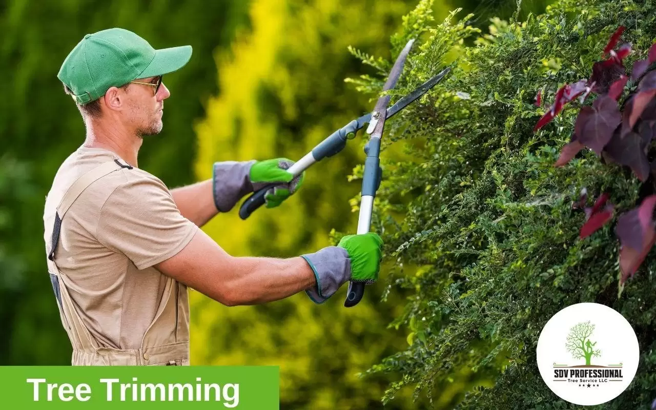 tree trimming