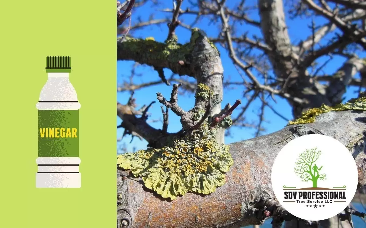 white vinegar an easy solution to remove lichens from trees