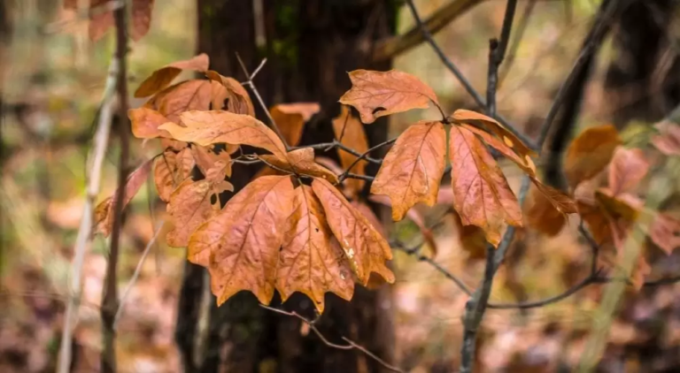 why-are-my-palm-tree-leaves-turning-yellow-reasons-and-solutions