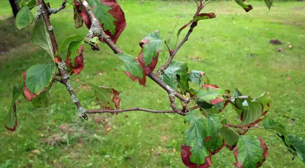 will fungus on a tree kill it