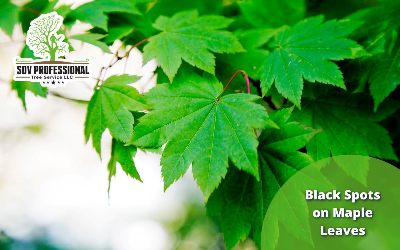 learn about black spots on maple trees