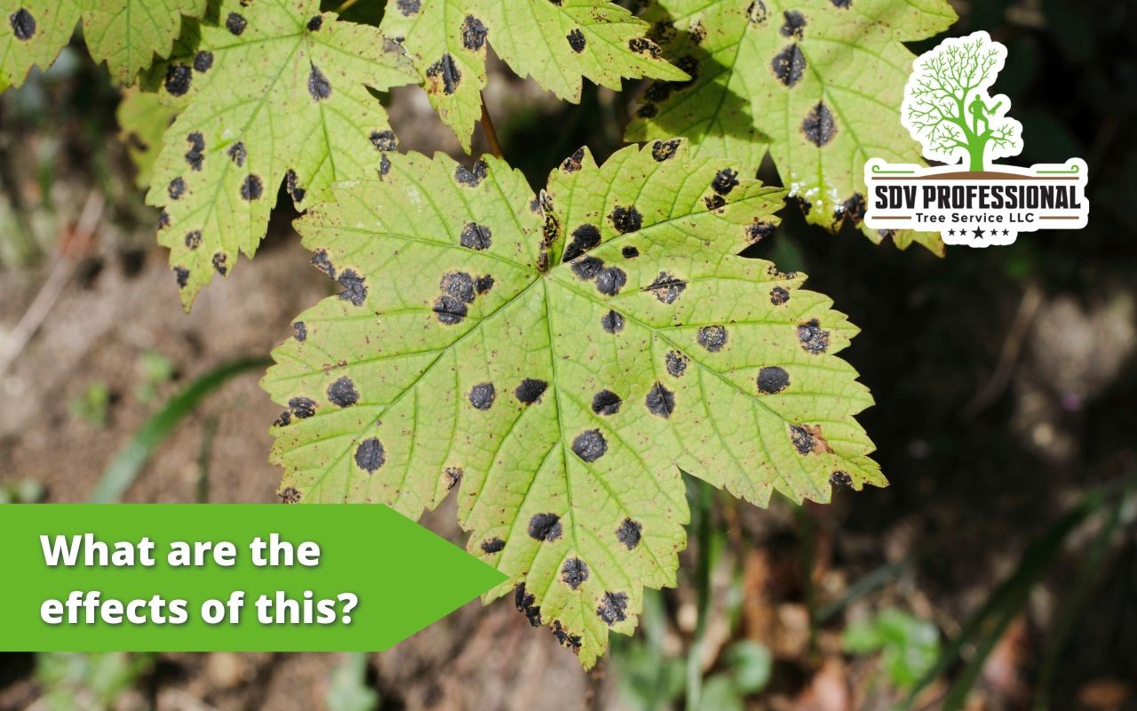 what are the consequences of having black spots on a maple tree