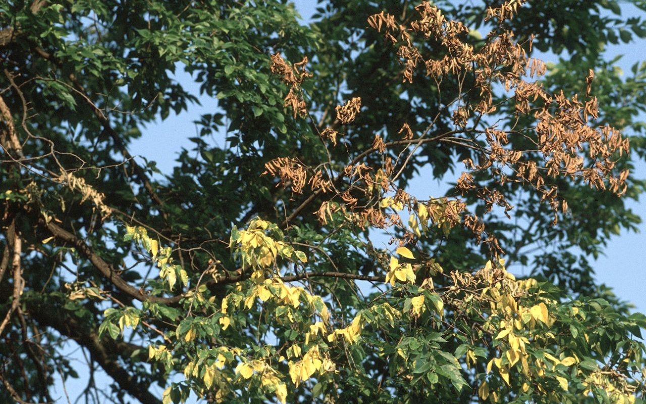 Treatment of Dutch Elm Disease