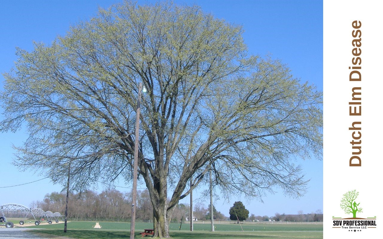 How to Avoid this Disease in Your Trees?