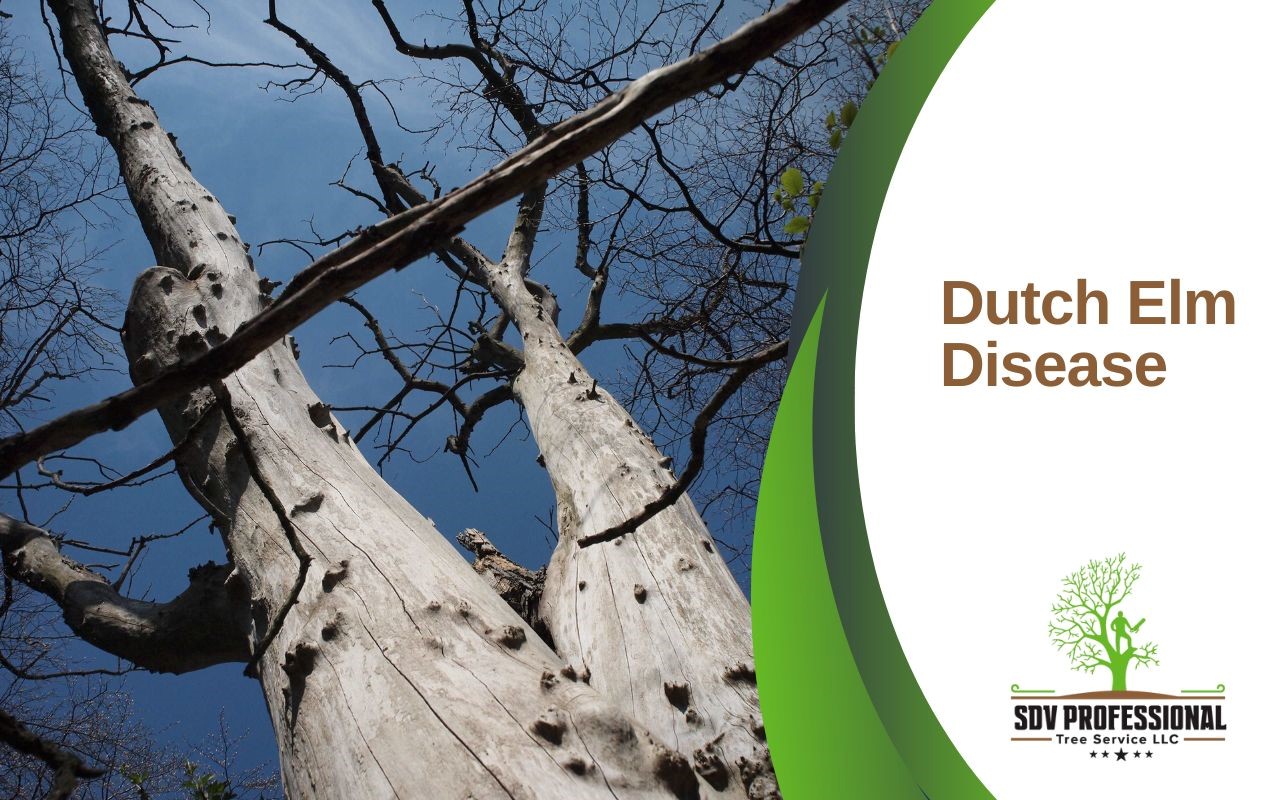 dutch elm disease