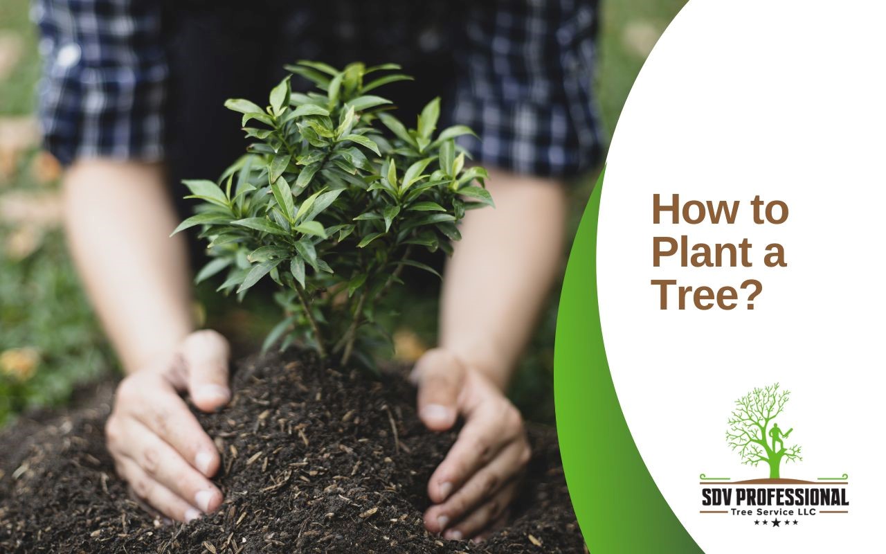 tips on how to plant a tree