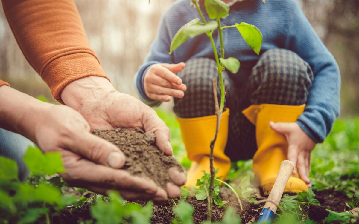 planting a tree in the perfect climate