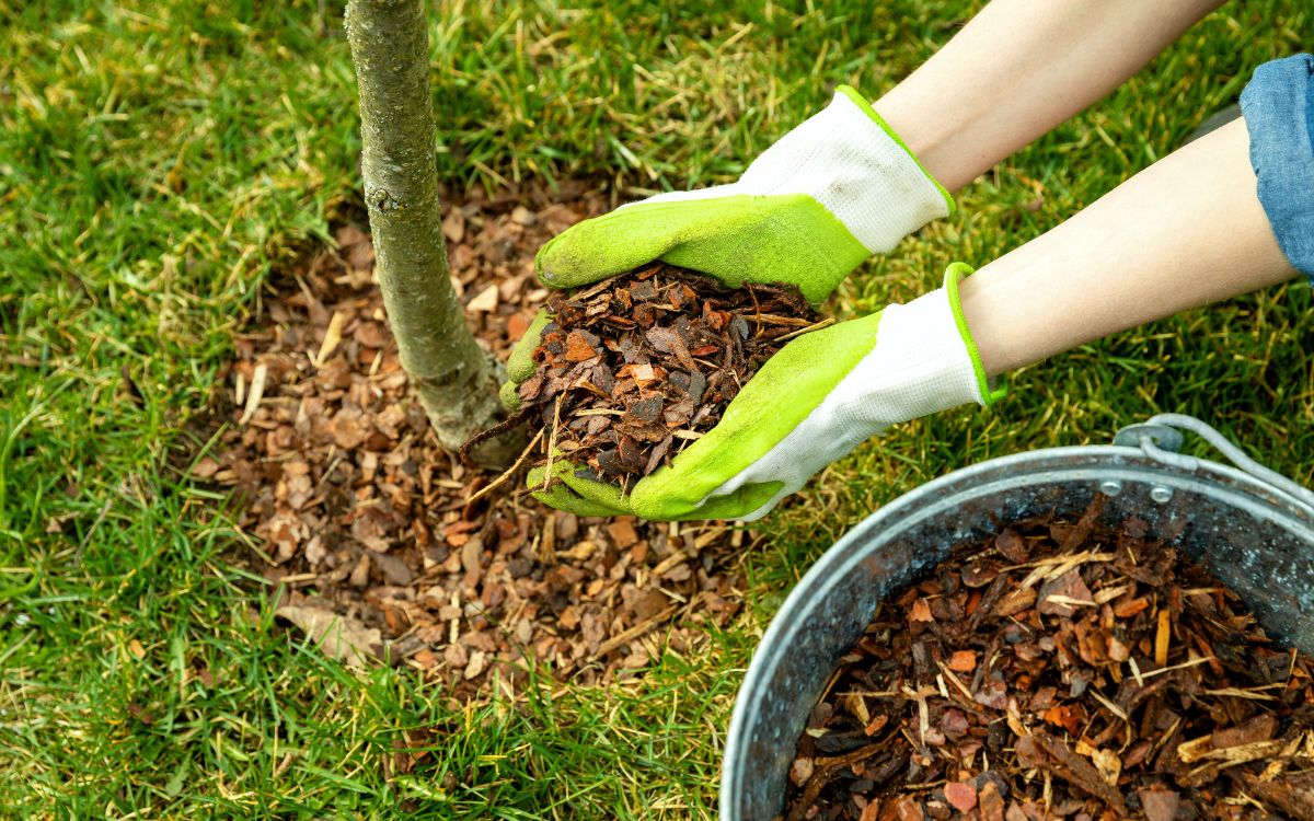 mulching a tree