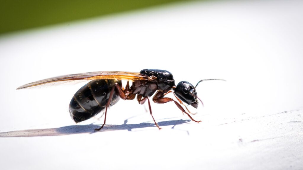 Flying ants are a common pest during the summer months and can be seen around homes.