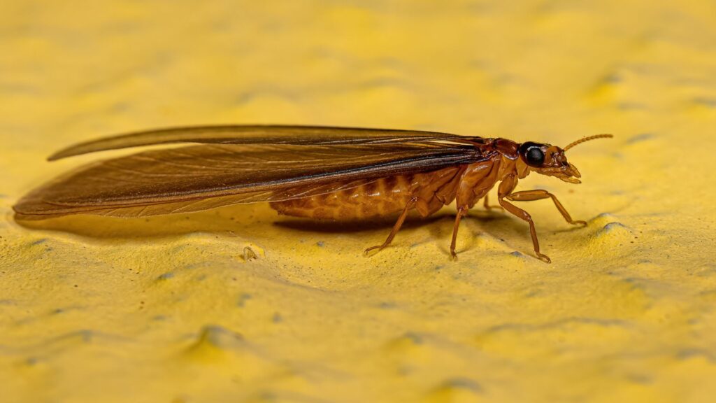 Termites are known as "silent destroyers" because they can cause extensive damage without being detected for months 