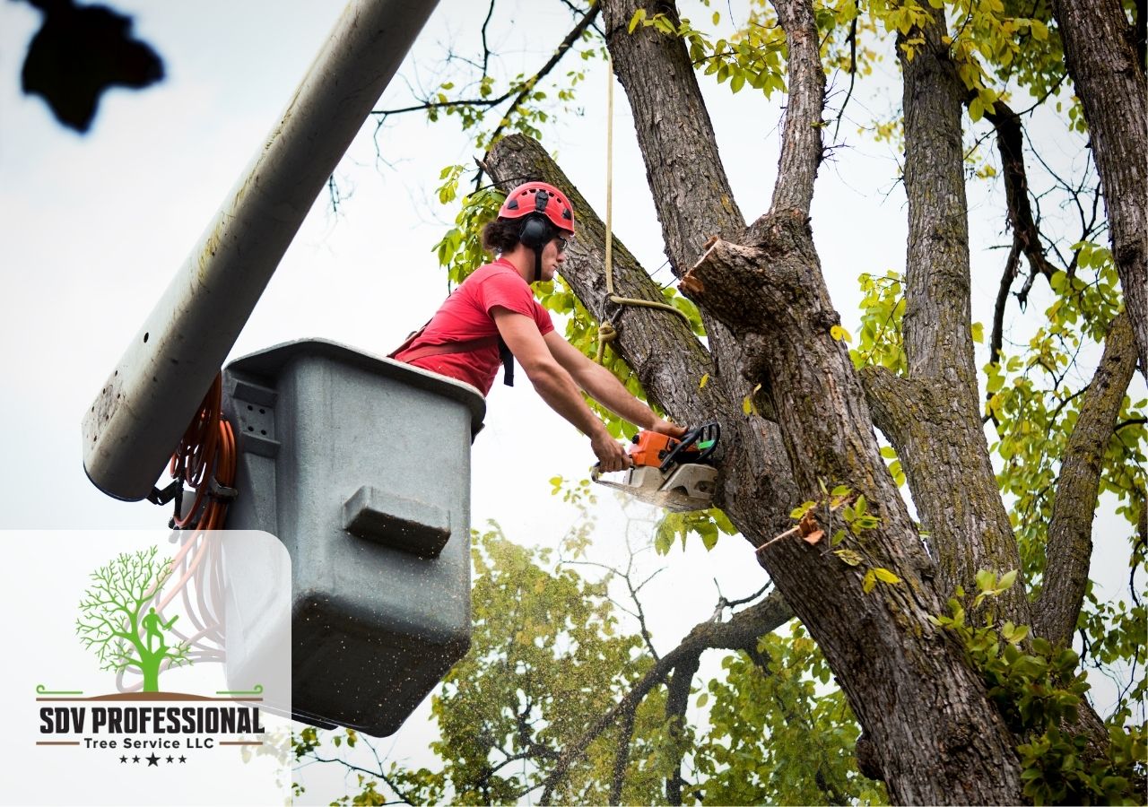 DIY Tree Removal