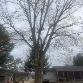 Tree Services | Tree Removal