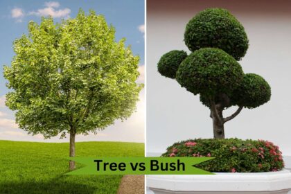 tree and brush differences