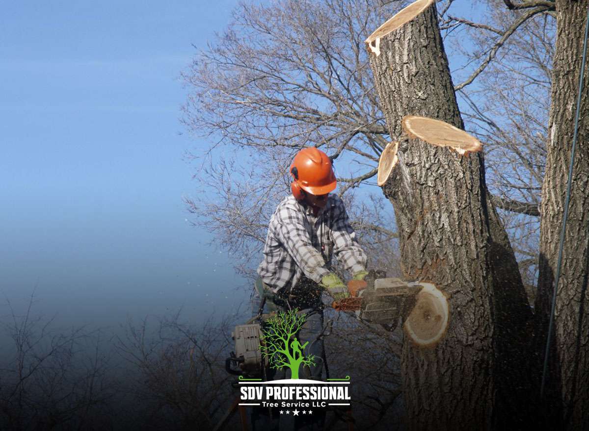 tree cutting safety equipment