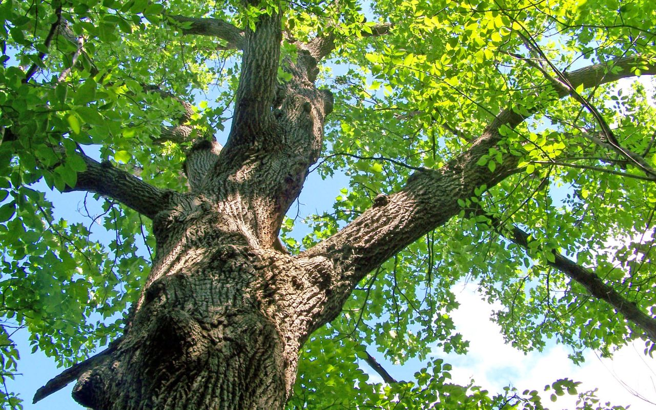 When to Trim Oak Trees