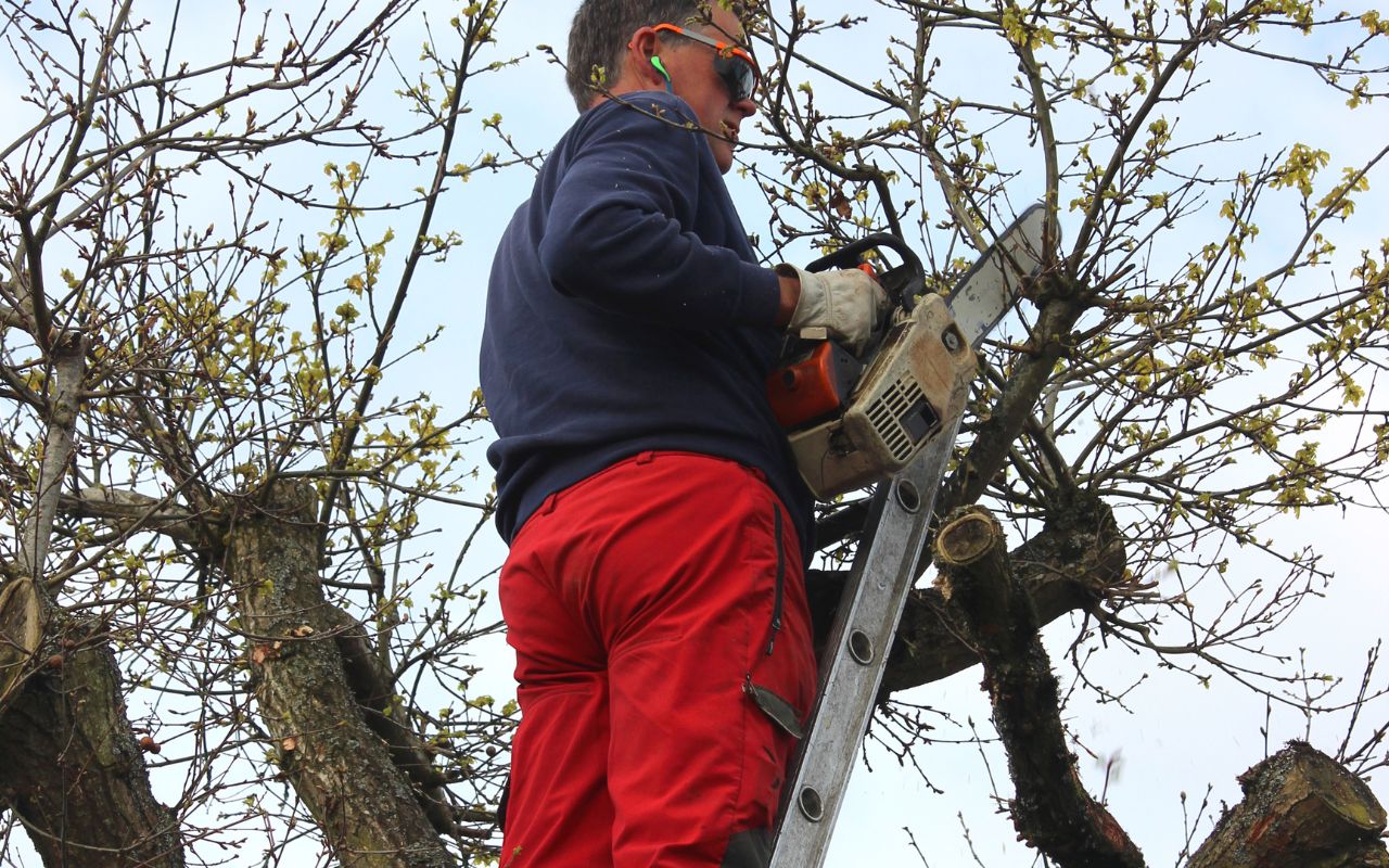 When to Trim Oak Trees