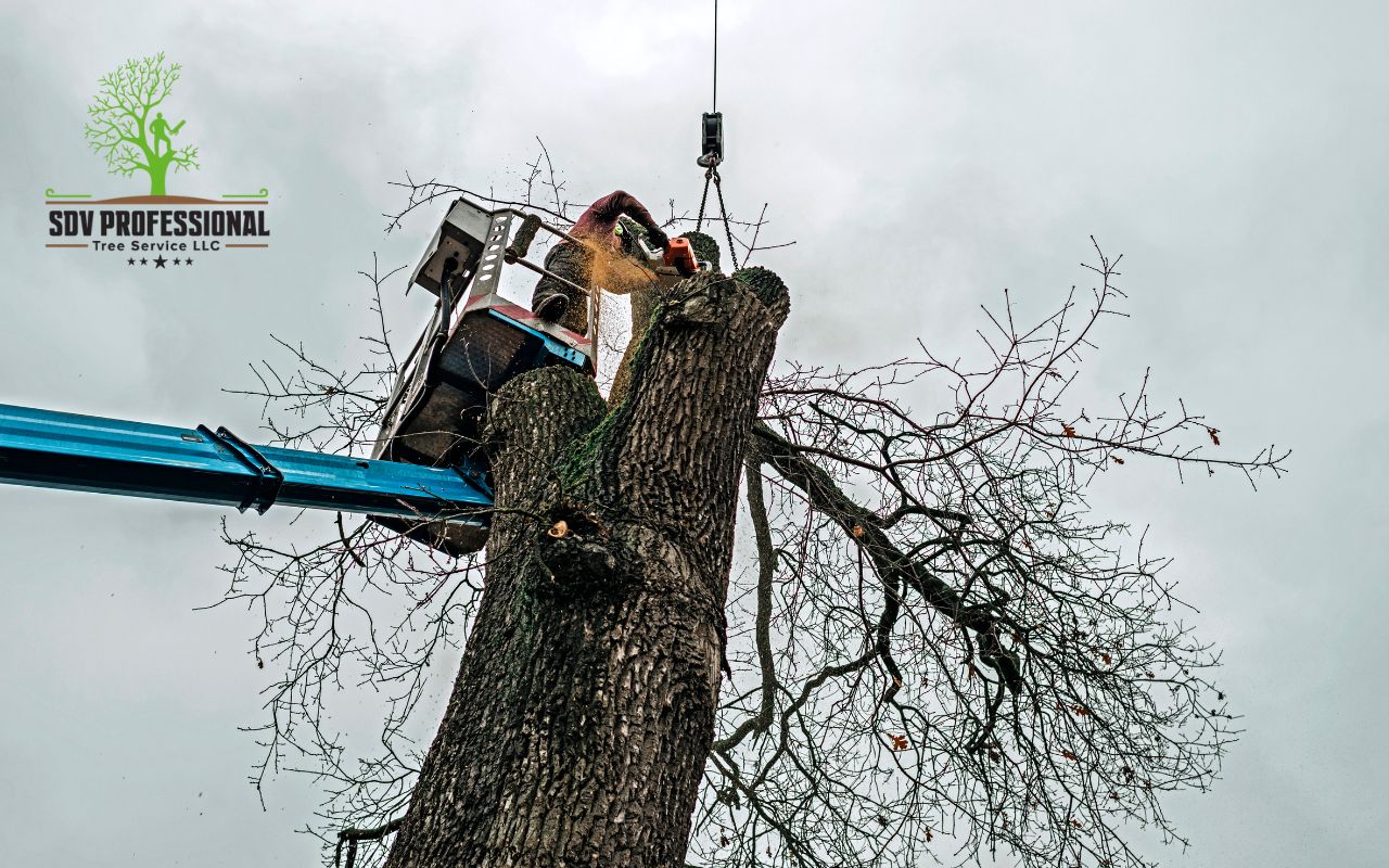 When to Trim Oak Trees