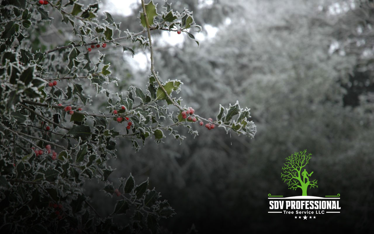 American Holly with bright red berries in Huntsville's winter landscape.