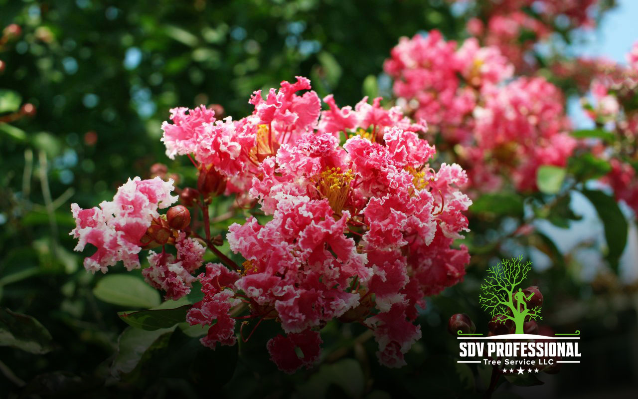 Crape Myrtle's vibrant flowers enhancing a Huntsville summer.