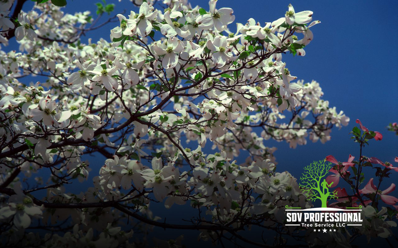 Blooming Dogwood trees in Huntsville.