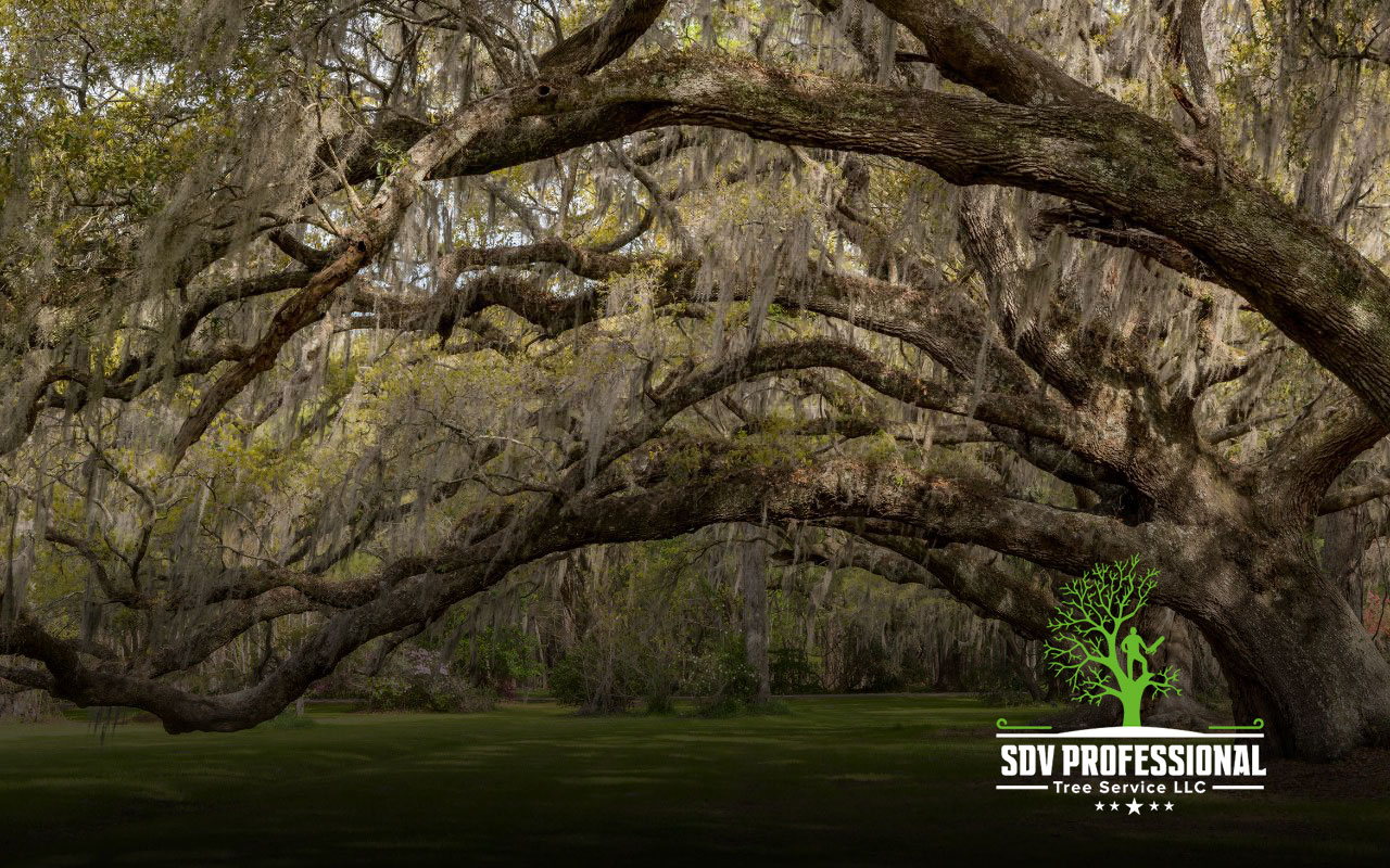 Southern Live Oak in Huntsville, AL, providing shade in summer.