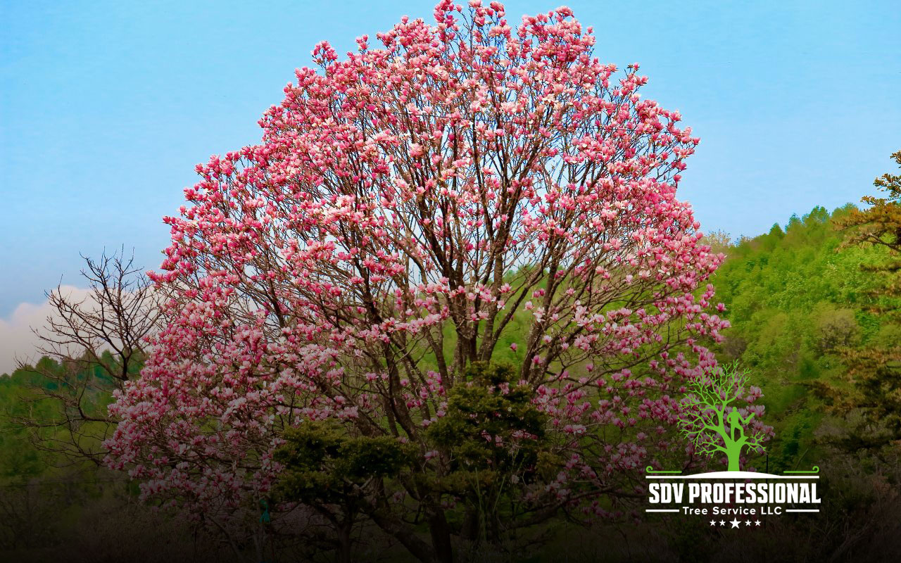 Fragrant Magnolia tree in full bloom in Huntsville, AL.