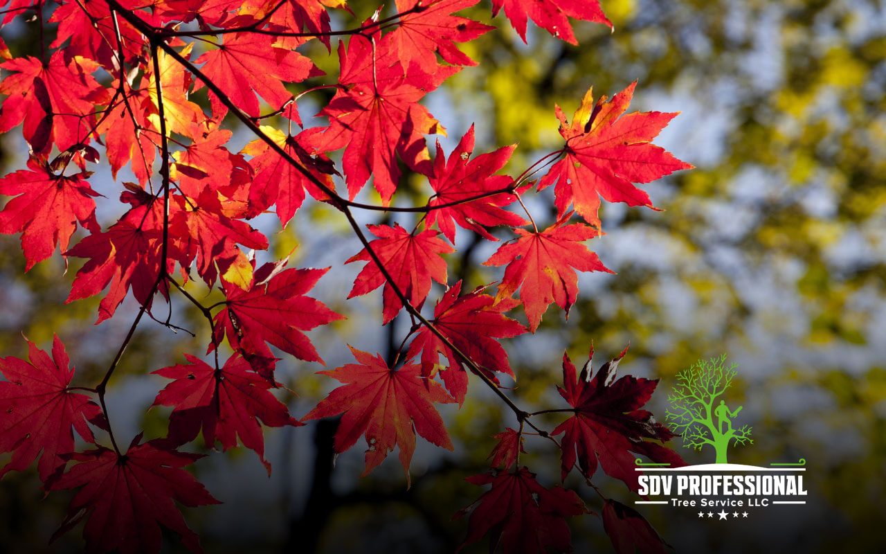 Vibrant Red Maple leaves in Huntsville, AL.