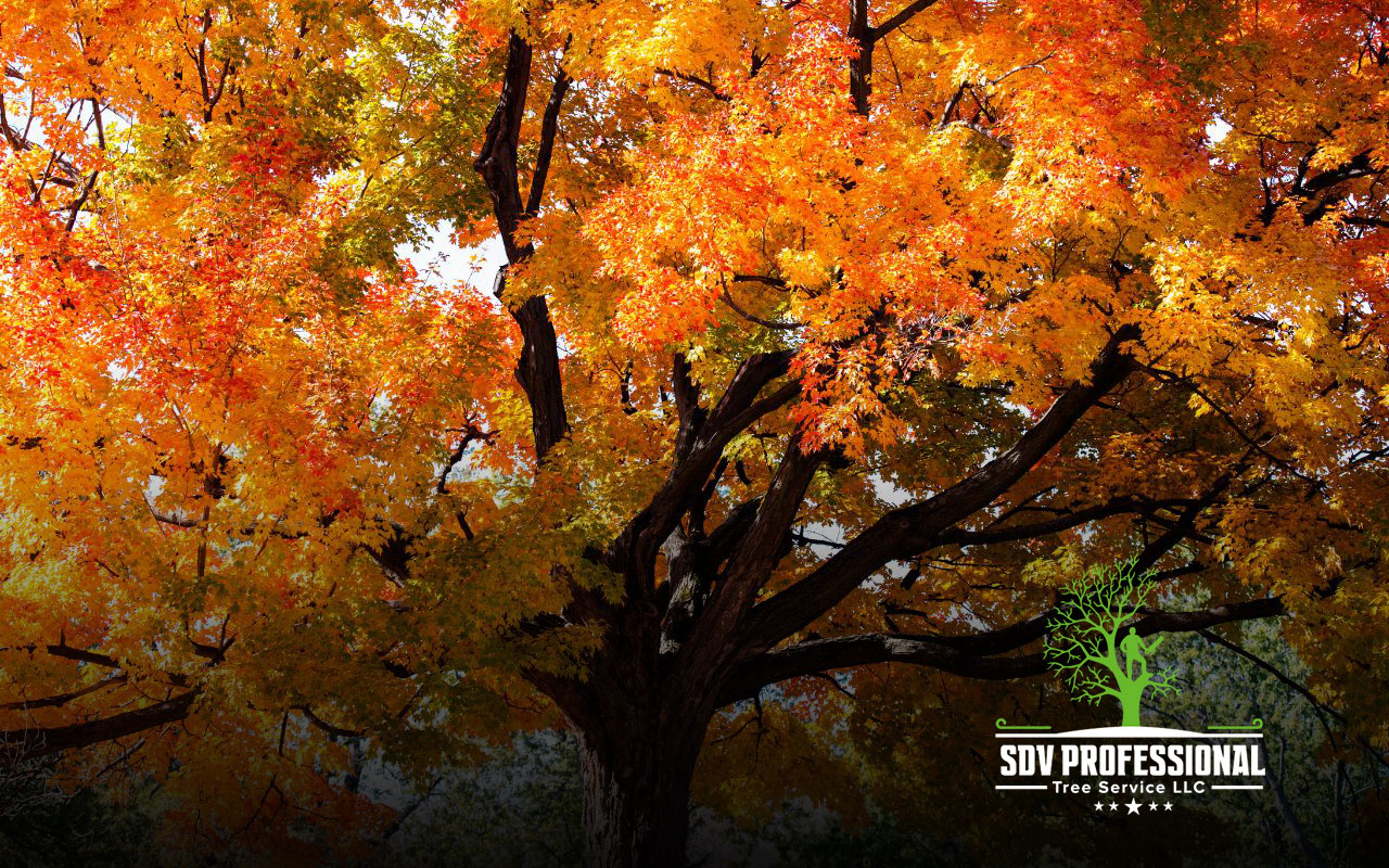 Sugar Maple displaying stunning fall colors in Huntsville, AL.