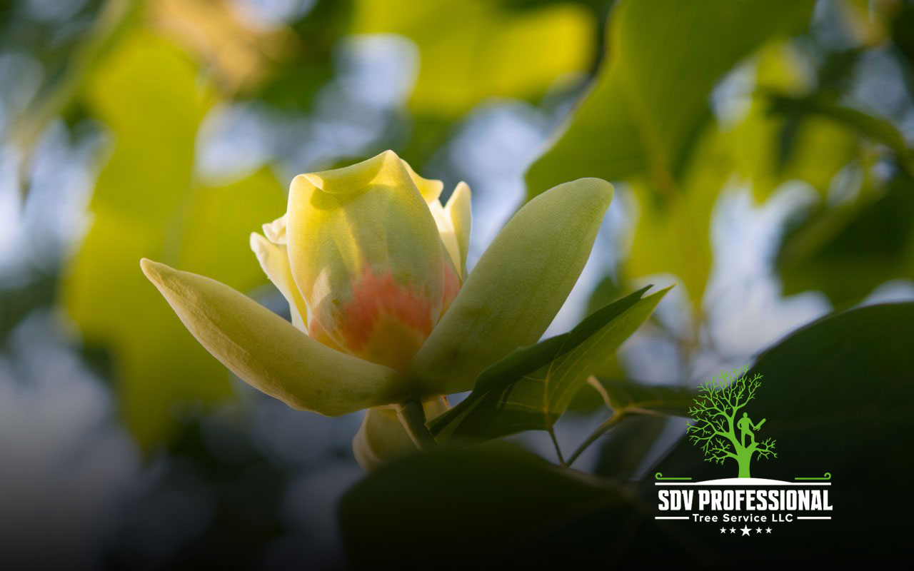 Tulip Poplar flowers contributing to the spring beauty of Huntsville, AL.