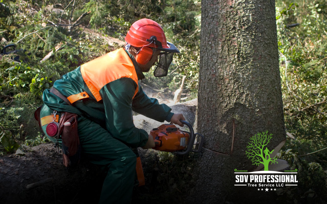 Understanding why a hire tree removal service is crucial for property safety.