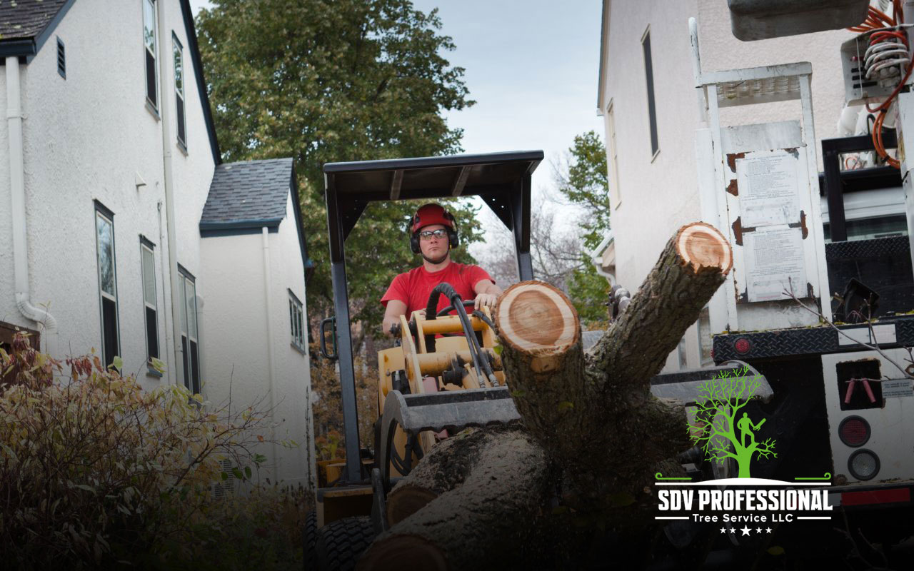 Professional tree removal in Huntsville, AL, with licensed experts ensuring safe removal.