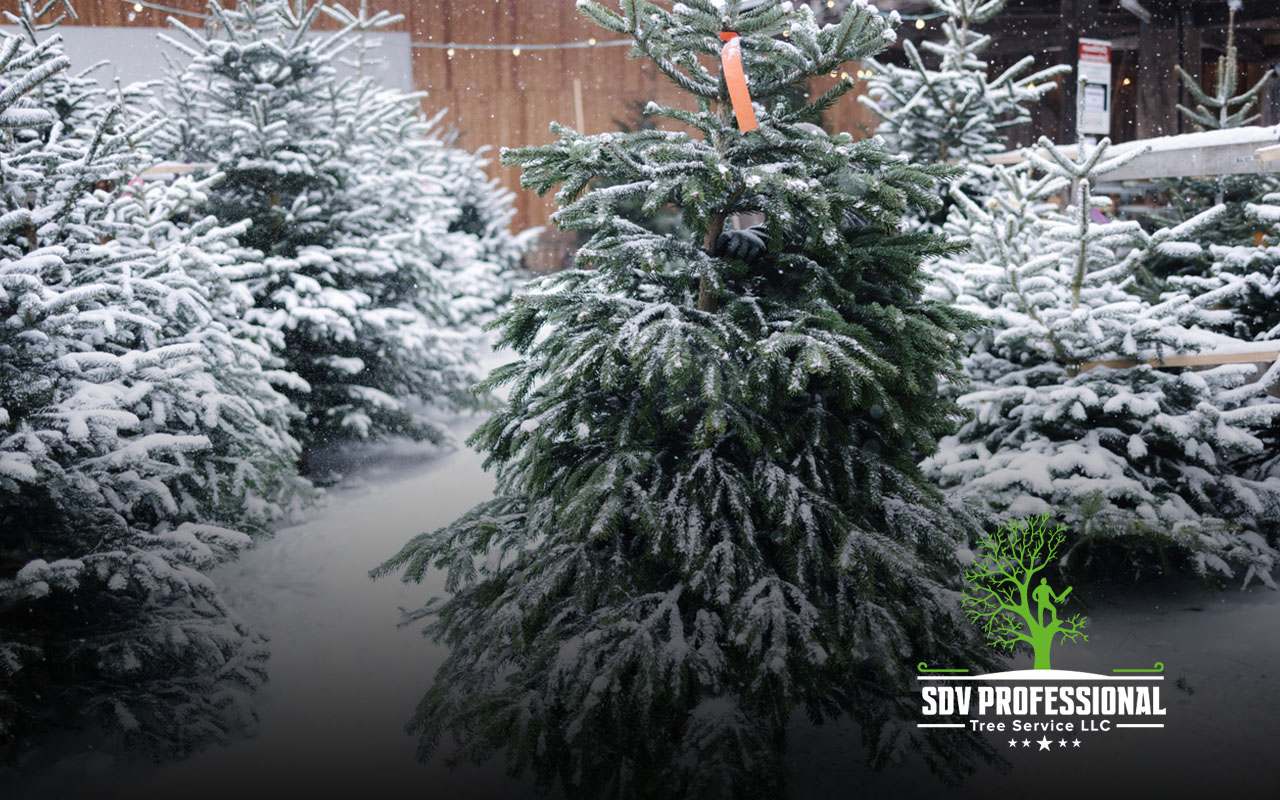 A tree being pruned during winter to highlight the benefits of holiday tree care in Huntsville.