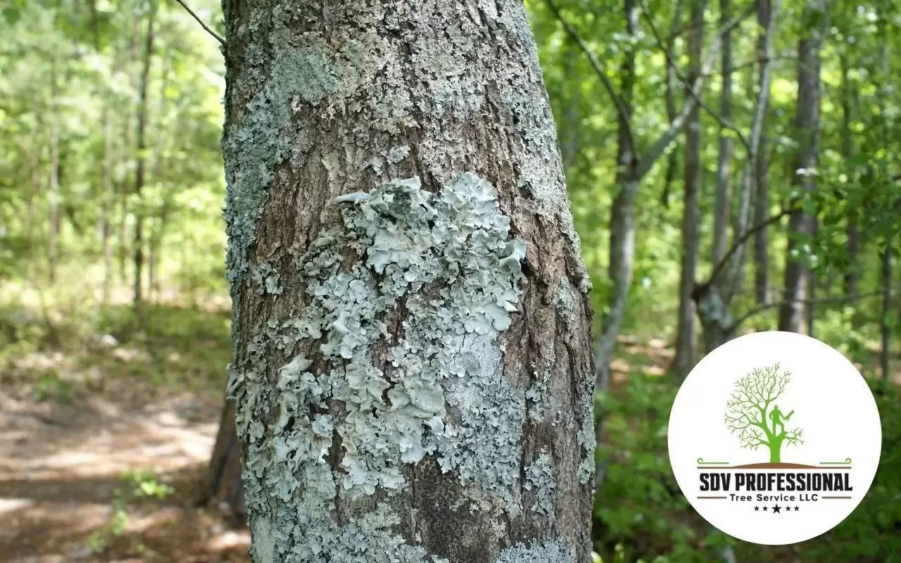 how to remove lichen from trees