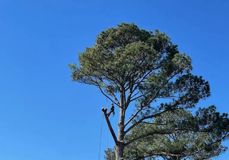 tree removal services