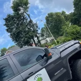 Tree Services