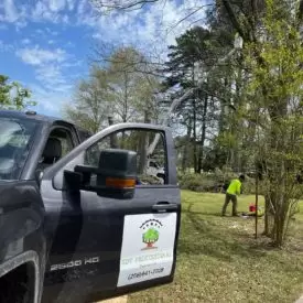 Tree Services