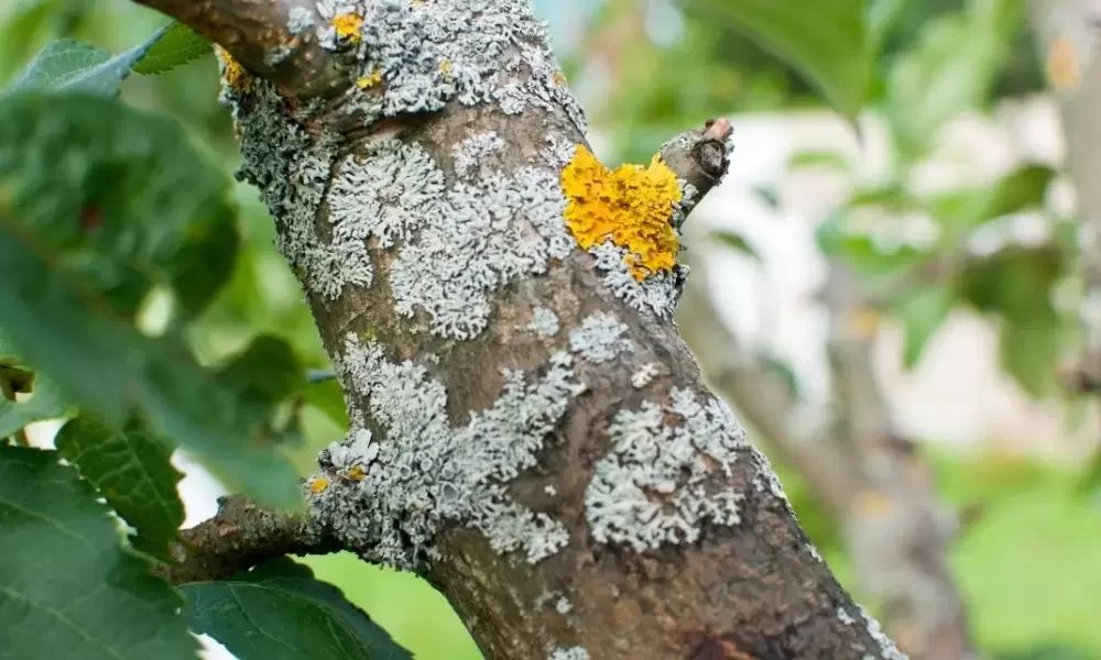 tree fungus types