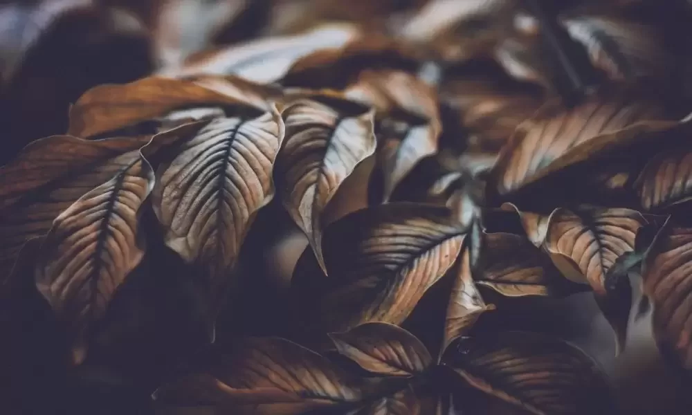 tree leaves turning brown